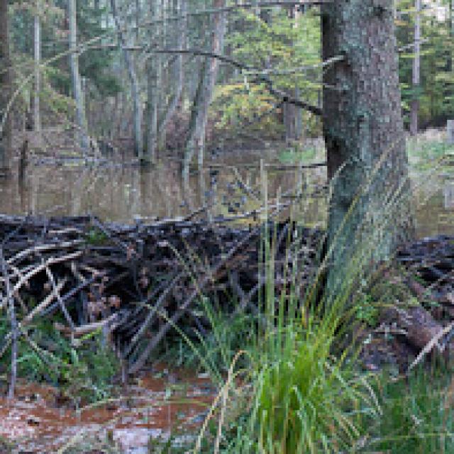 Rund 25 m breiter und 1 m hoher Biberdamm an einem kleinen Bach in der Eifel (Deutschland) (© Christof Angst)