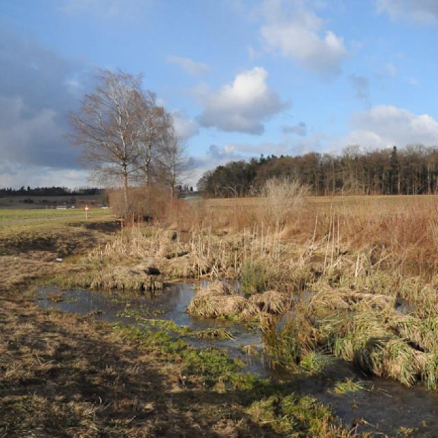 Biberdamm in einem Rückhaltebecken (© Christof Angst)