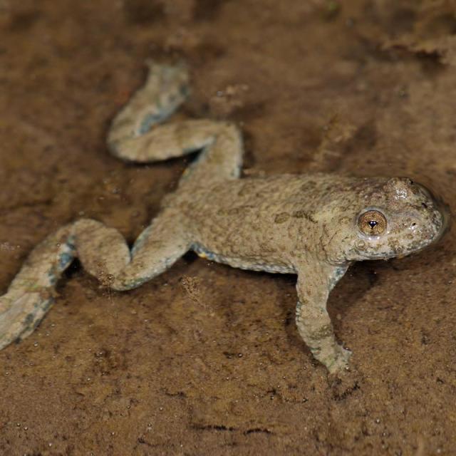 Ululone a ventre giallo (© Andreas Meyer) Ululone a ventre giallo