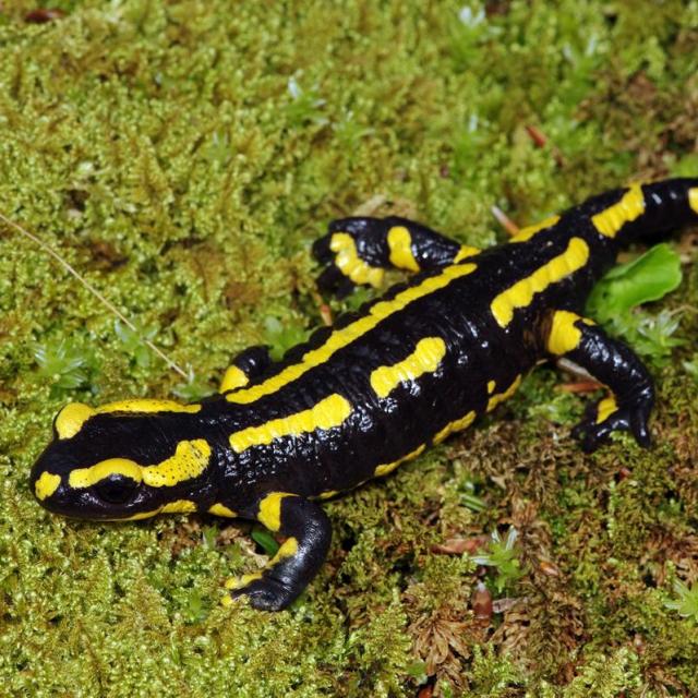Salamandre tachetée