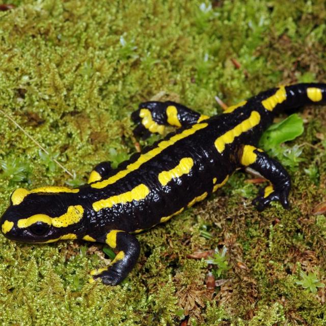 Salamandra pezzata