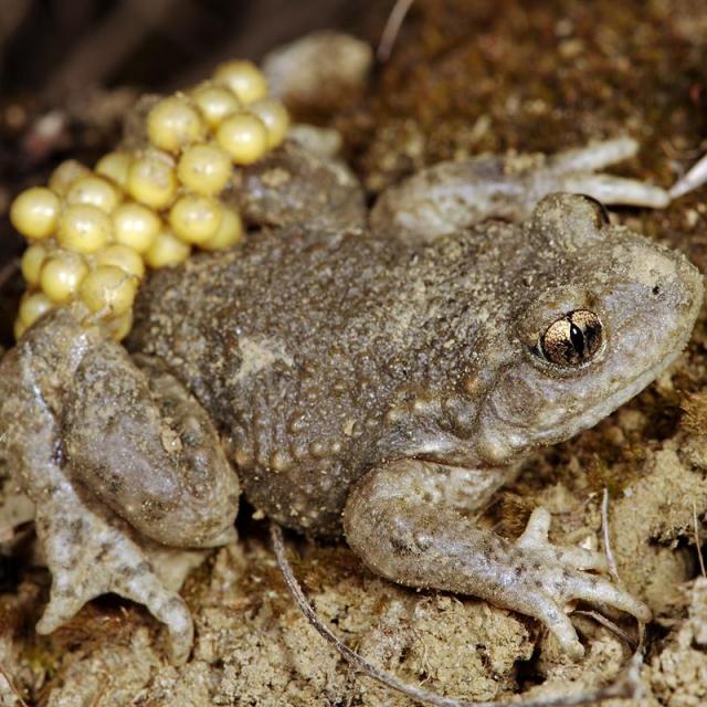 Mâle du crapaud accoucheur avec ponte