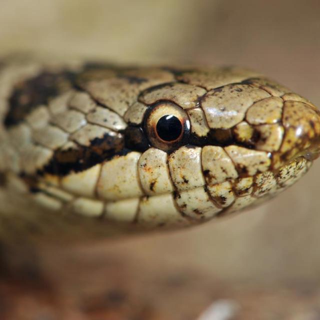 Portrait de la Coronelle lisse