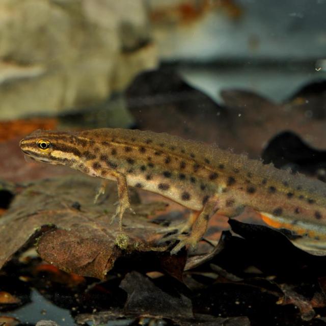 Mâle du triton lobé dans l'eau