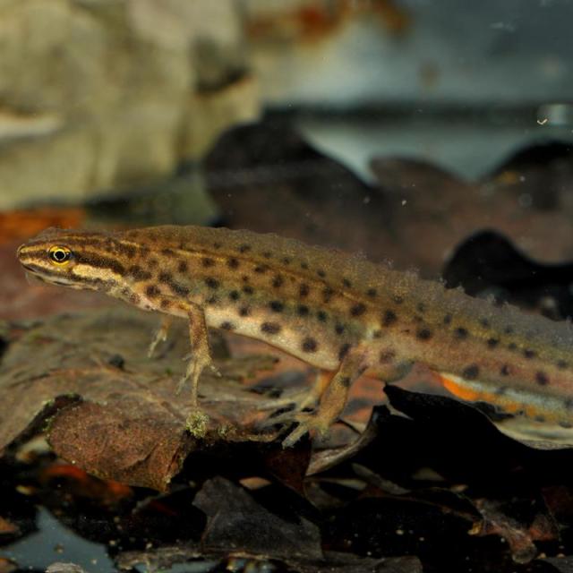 Teichmolchmännchen im Wasser