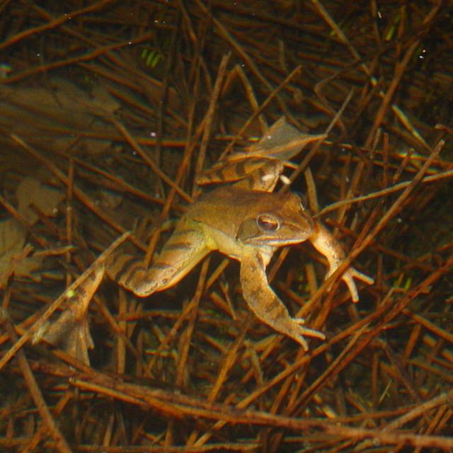 Springfrosch (© Jérôme Pellet) Springfrosch an der Wasseroberfläche