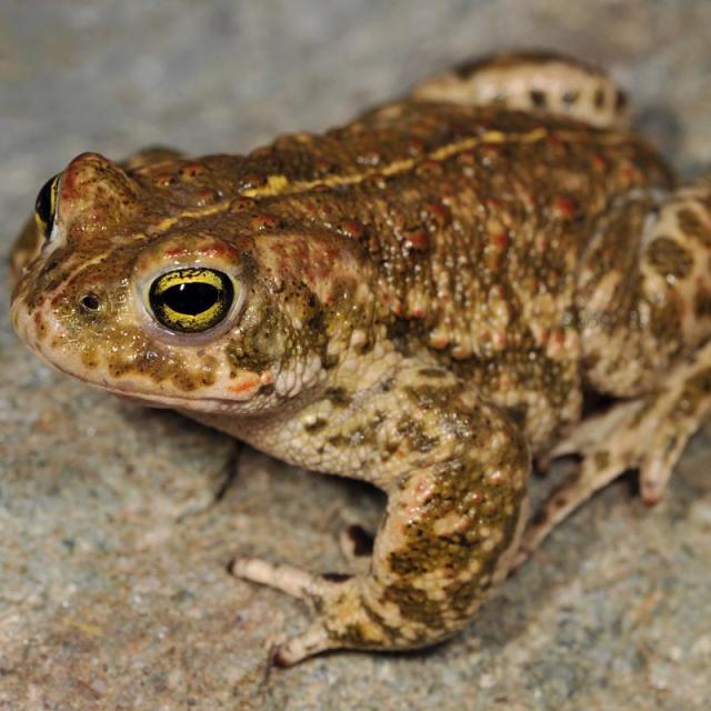 Mâle du crapaud calamite