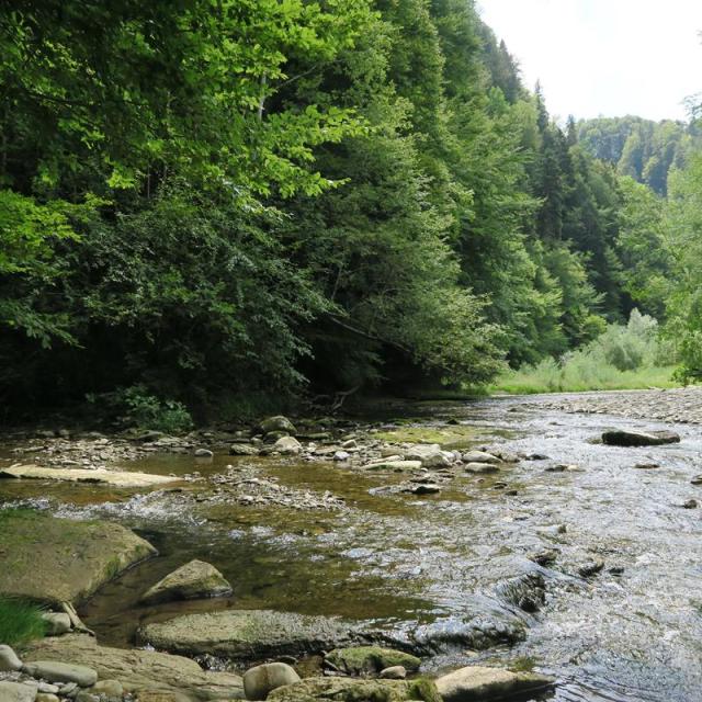 Von Wald umgebener, wenig tiefer Bach