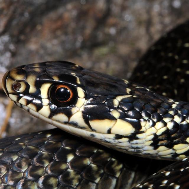 Portrait der gelbgrünen Zornnatter