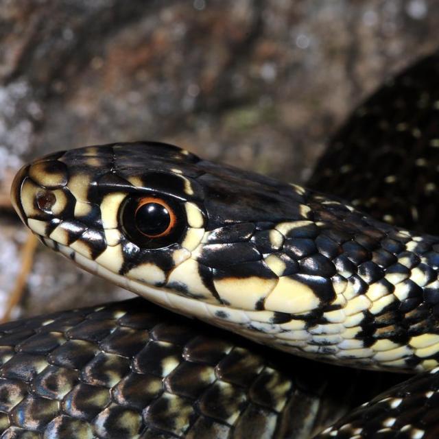 Couleuvre verte et jaune, portrait de la tête