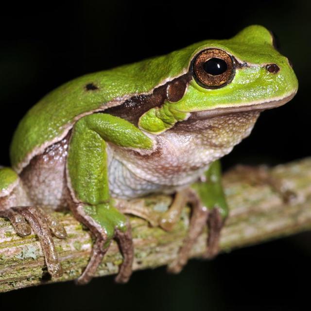 Pourquoi la grenouille chante (et comment la faire taire) ? 