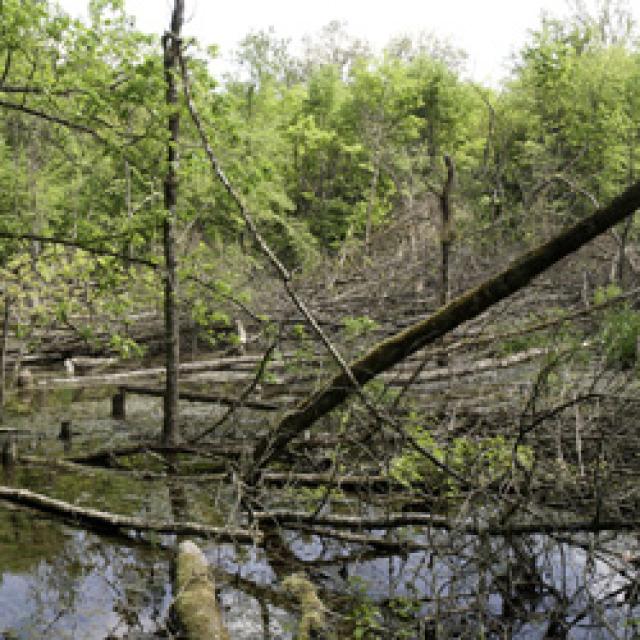 Überschwemmung Wald