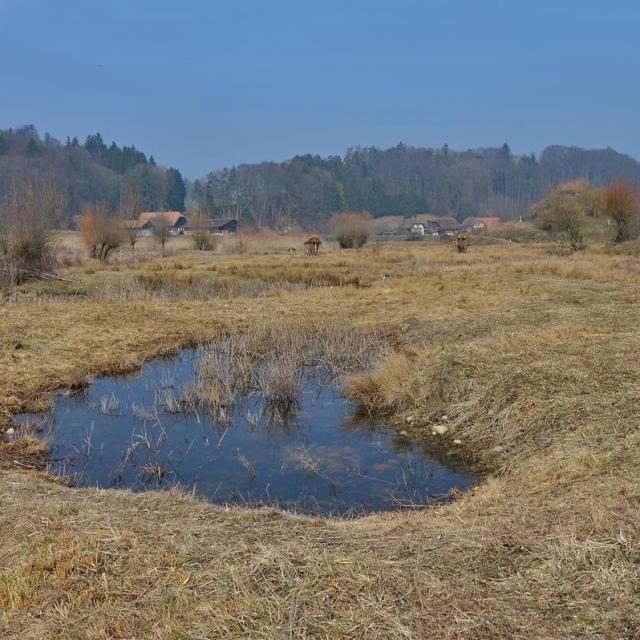 Mare dans un bas-marais 