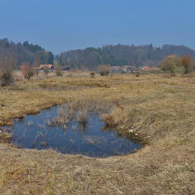 Flachmoor mit einem Gewässer 