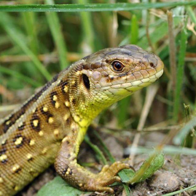 Un lézard agile sort d'une cachette dans la vegetation