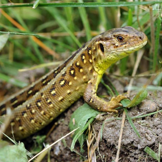 Un lézard agile sort d'une cachette dans la vegetation