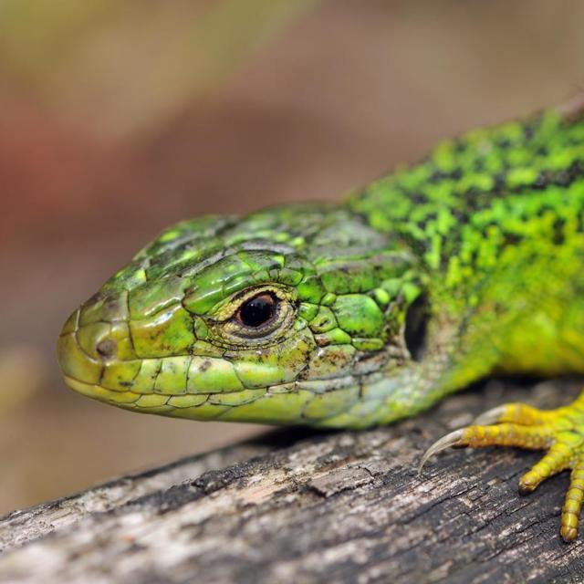 Portrait d'une femelle du lézard vert