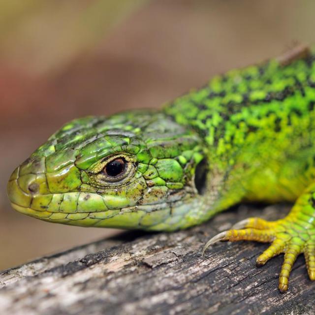 Portrait d'une femelle du lézard vert
