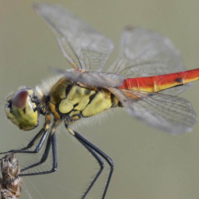 Sympetrum depressiusculum © Christian Monnerat