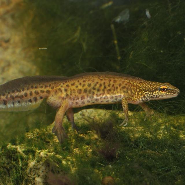 Mâle du triton palmé dans l'eau