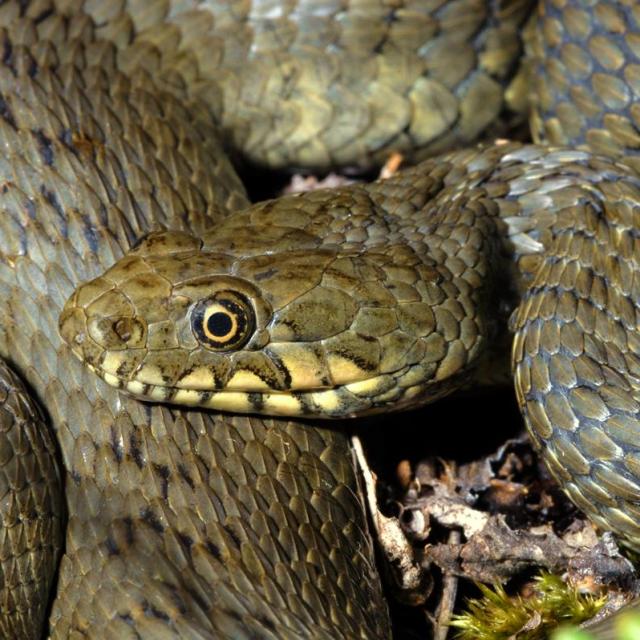 Portrait de la Couleuvre vipérine