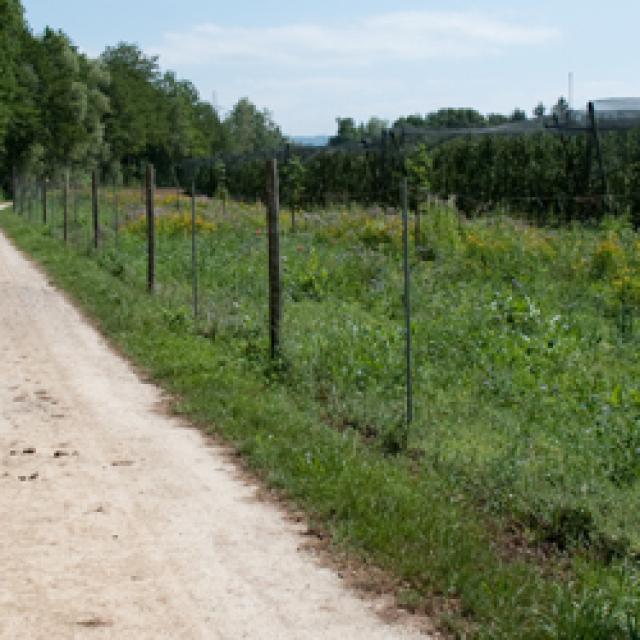 Plantation protégée par une barrière grillagée