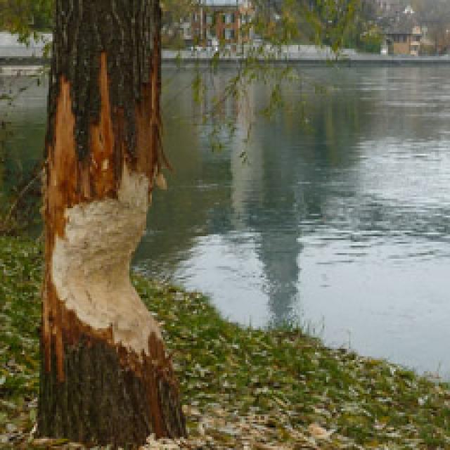 Angenagter einzelner Baum