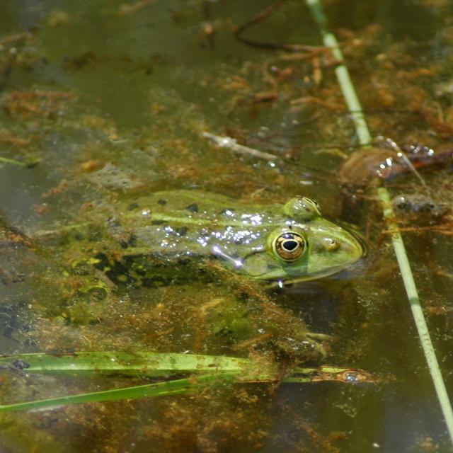 Teichfrosch (© Ursina Tobler) Teichfrosch schaut mit dem Kopf aus dem Wasser