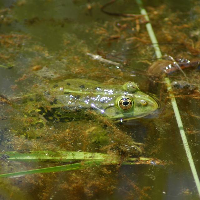 Grenouille verte, à la surface de l'eau 