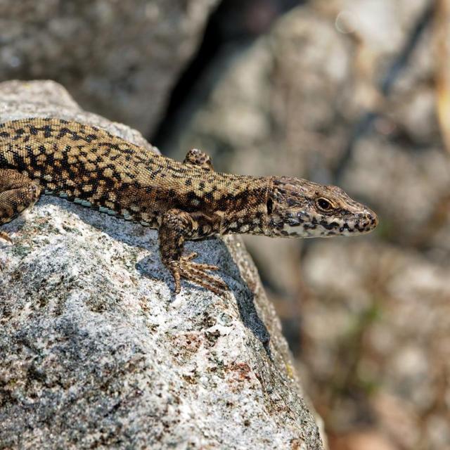 Lézard des murailles