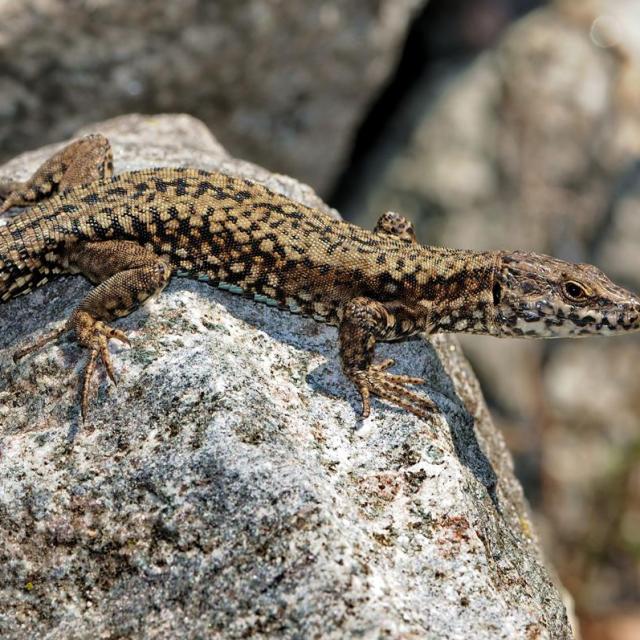 Lézard des murailles