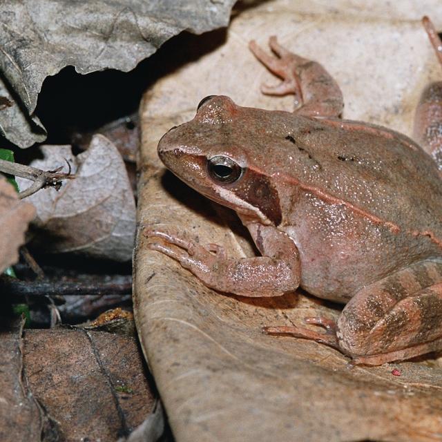 Grenouille de Lataste, sur une pierre