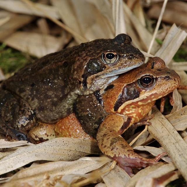 Couple de grenouilles rousses, le mâle s'accroche au dos de la femelle
