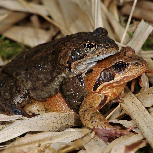 Couple de grenouilles rousses (© Andreas Meyer) Couple de grenouilles rousses, le mâle s'accroche au dos de la femelle