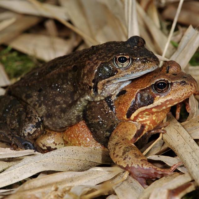 Grasfrosch-Paar (© Andreas Meyer) Grasfrosch-Paar, das Männchen klammert sich auf dem Rücken des Weibchens fest