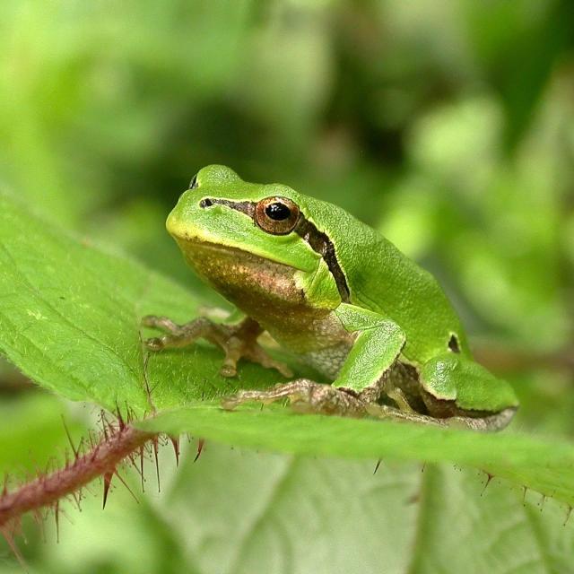 Italienischer Laubfrosch (© Heinz Rindlisbacher) Italienischer Laubfrosch auf einem Brombeerblatt