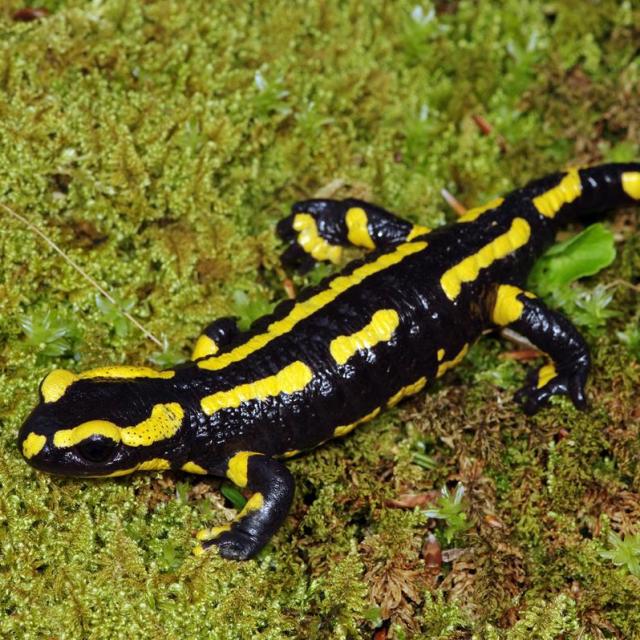 Gebaenderter Feuersalamander