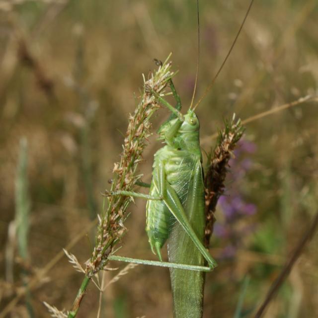 Mâle de Grande Sauterelle verte © Joris Egger