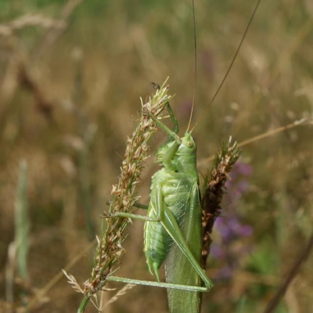 Mâle de Grande Sauterelle verte © Joris Egger