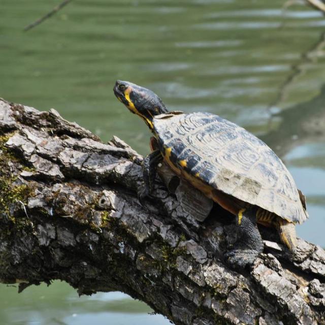 Tortue de Floride sur un tronc d'arbre sortant de l'eau (© Jean-Claude Monney)