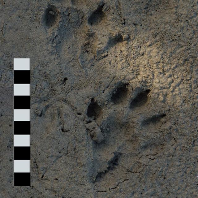 Empreintes de loutre sur un sol argileux