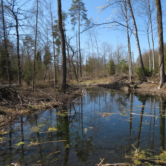 Forêt alluviale avec plan d'eau