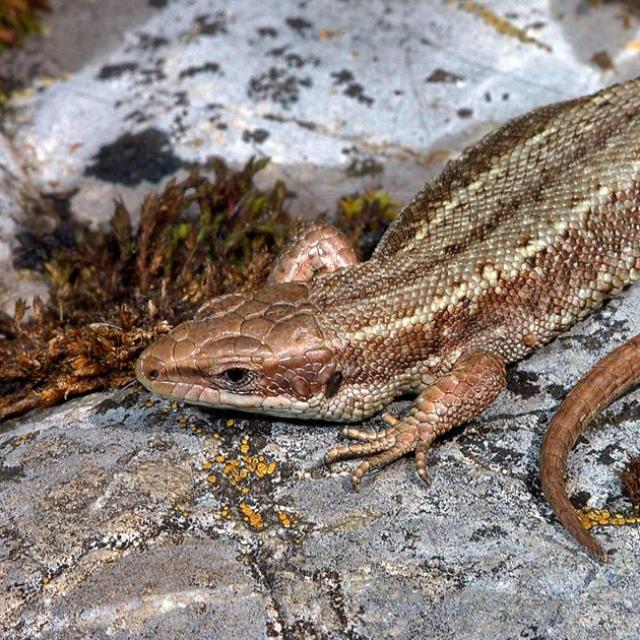 Lézard vivipare se prélassant sur les rochers 