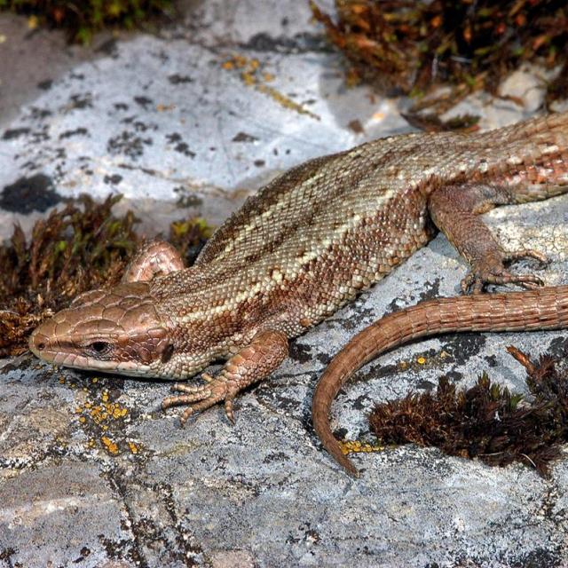 Lézard vivipare se prélassant sur les rochers 