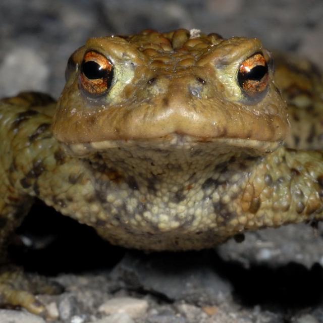 Crapaud commun traverse un route