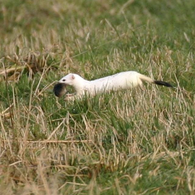 Hermine au pelage blanc avec souris dans le museau