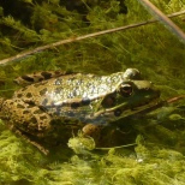 Pelophylax ridibundus