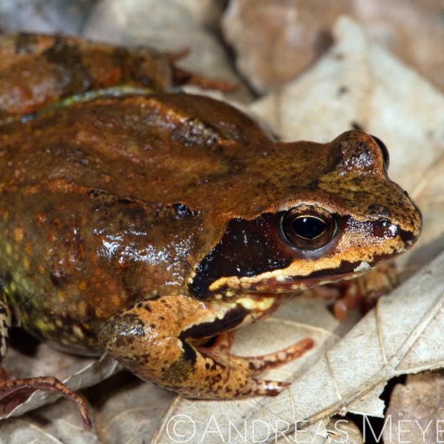 Grenouille brun dans l'herbe