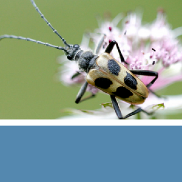 Vignette pour annoncer la 1ère rencontre du réseau pour la promotion des espèces invertébrés