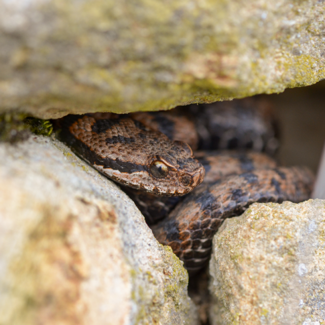 Vipera aspis © Lucie Gaspari